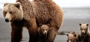 Hibernación de los osos